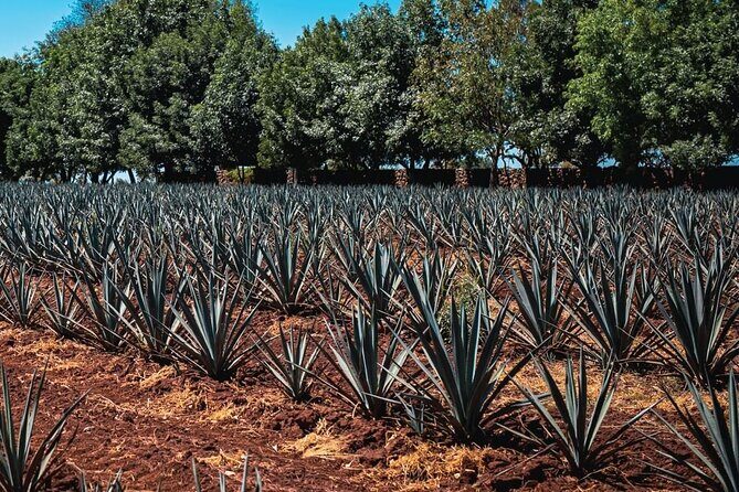 Full Day Private Guided Tour of Arandas Jalisco Distilleries - FAQs
