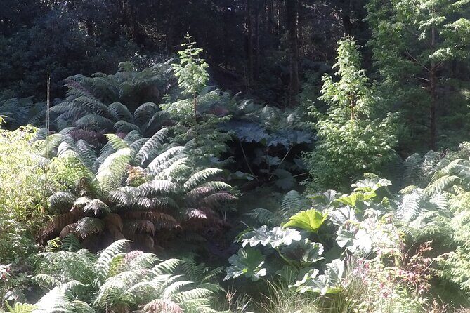 Full-day Private Mizen Head tour from Killarney - Exploring the Scenic Route: An In-Depth Look at the Tour