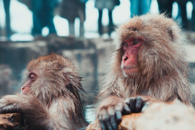 Full-Day Private Nagano Tour: Zenkoji Temple, Obuse, Jigokudani Monkey Park - Highlights of the Tour