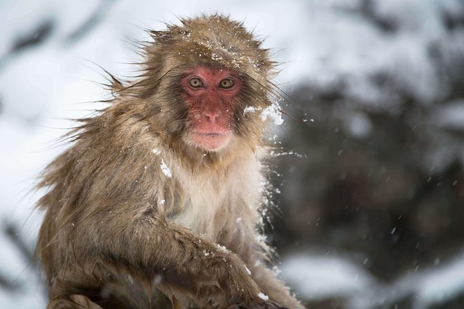 Full-Day Private Nagano Tour: Zenkoji Temple, Obuse, Jigokudani Monkey Park - Visiting Zenko-ji Temple