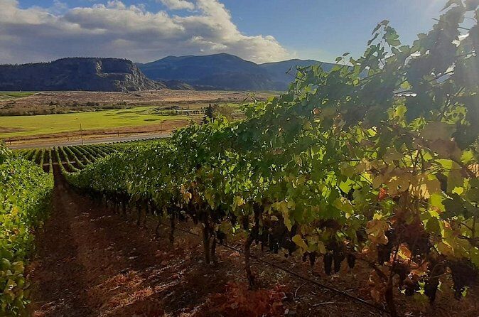 Full-Day Private Oliver & Osoyoos Wine Tour from Kelowna - The Return Journey and Overall Value