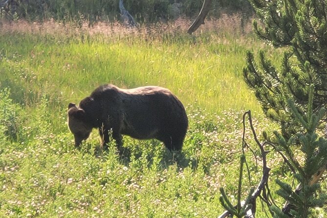 Full-Day Private Safari of Yellowstone - Pickup Locations