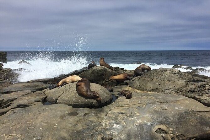 Full Day Private SD Tour from Coronado Island - Key Points