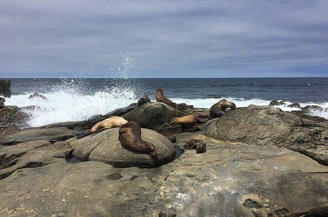 Full Day Private SD Tour from Coronado Island - Who Should Book This Tour?