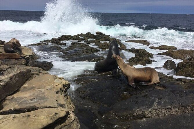 Full Day Private SD Tour from Del Mar - Who Should Consider This Tour?