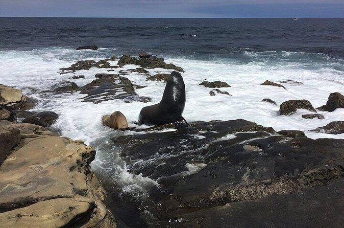 Full Day Private SD Tour from Pacific Beach - Final Thoughts