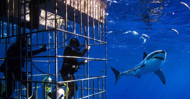 Full Day Private: Shark Cage Diving - Good To Know