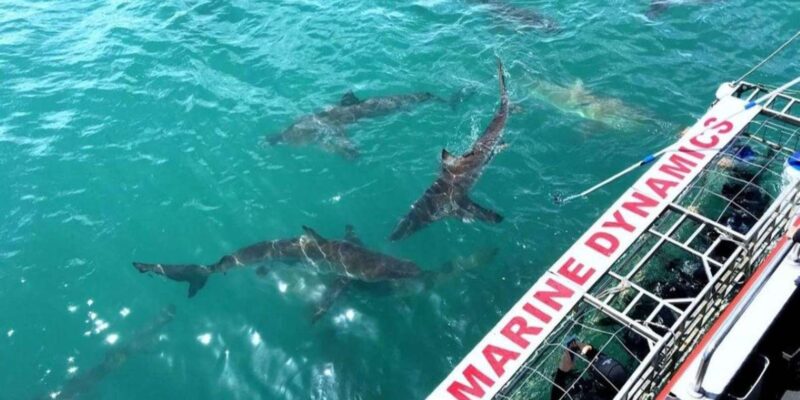 Full Day Private: Shark Cage Diving - Experience Highlights