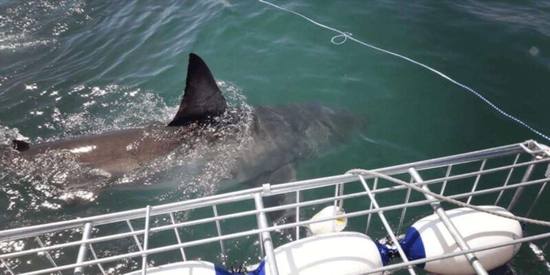 Full Day Private: Shark Cage Diving - Tour Details