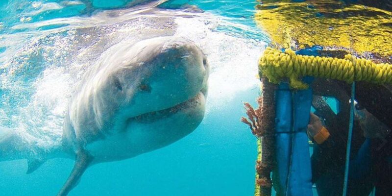 Full Day Private: Shark Cage Diving - Important Information