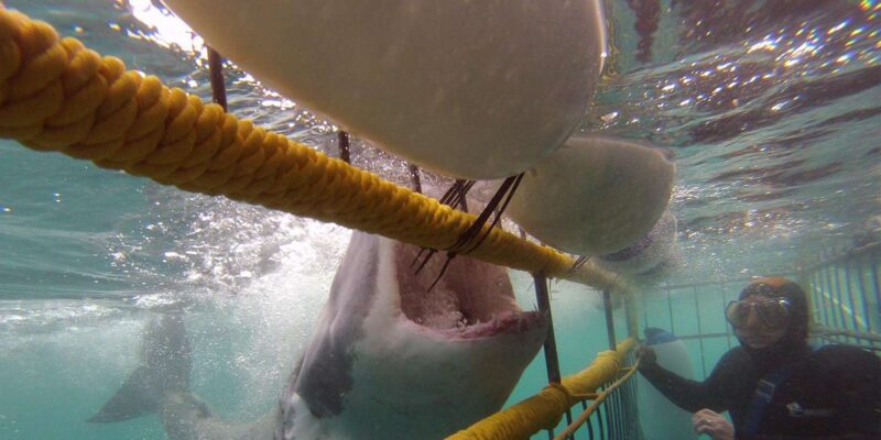 Full Day Private: Shark Cage Diving - Pickup and Start