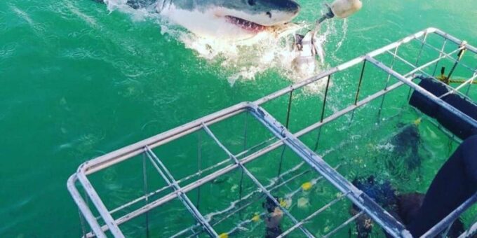 Full Day Private: Shark Cage Diving - Cage Dive Experience