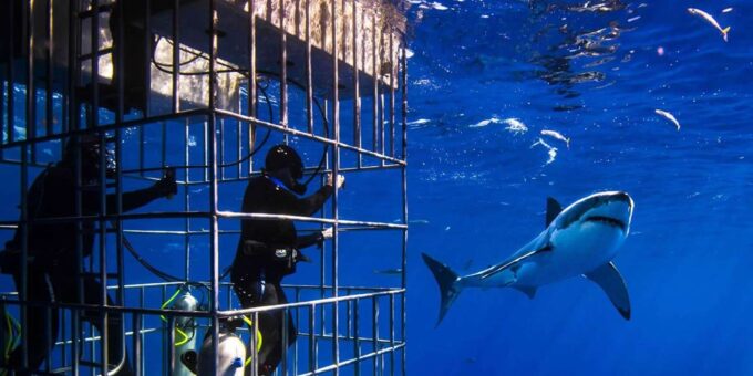 Full Day Private: Shark Cage Diving - The Sum Up