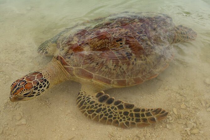 Full Day Private Shore Tour: Taste of the Tropics in Port Vila - FAQs