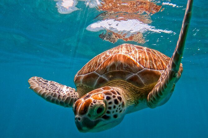 Full-Day Private Snorkel Tour in Tulum and Sian Kaan - The Sum Up