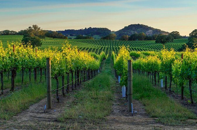 Full-Day Private Sonoma Valley Wine Tour from San Francisco - The Value of This Experience