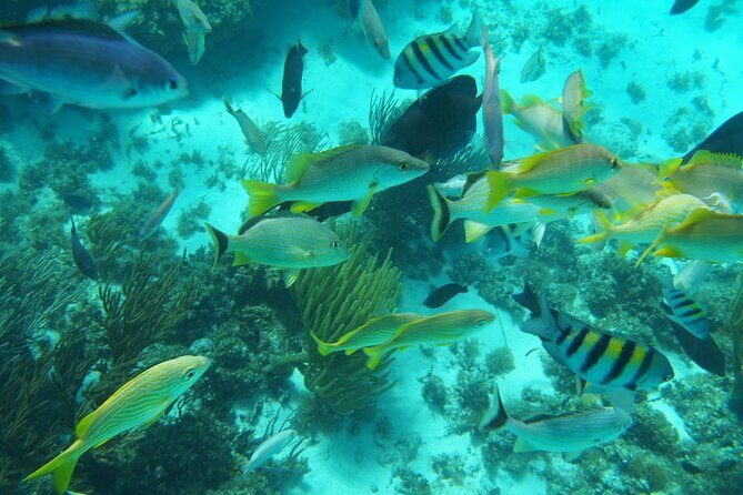 Full-Day Private Stingray City Snorkeling and Starfish Beach Tour - The Experience: What Travelers Say