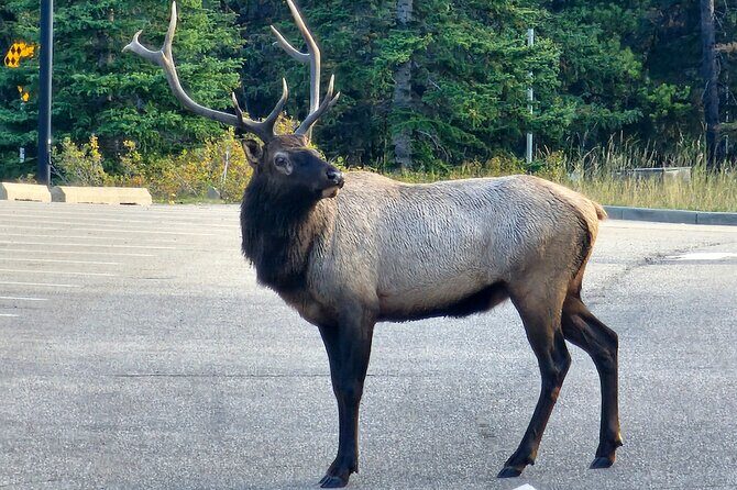 Full Day Private Tour Banff/Yoho Customized Sightseeing - Key Points