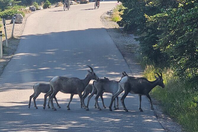 Full Day Private Tour Banff/Yoho Customized Sightseeing - Real Experiences and Feedback