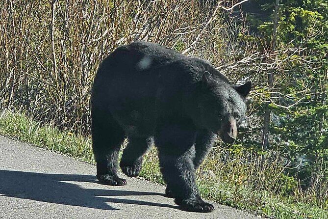 Full Day Private Tour Banff/Yoho Customized Sightseeing - Final Thoughts