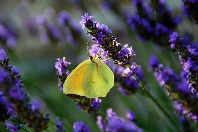 Full-day Private Tour Gorges du Verdon (LAVENDER JUNE 15/JULY 15) - Stop 3: Gorges du Verdon – Nature’s Grand Spectacle