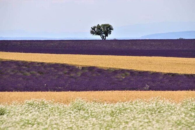Full-day Private Tour Gorges du Verdon (LAVENDER JUNE 15/JULY 15) - Stop 4: Sainte-Croix-du-Verdon – Panoramic Lavender Views