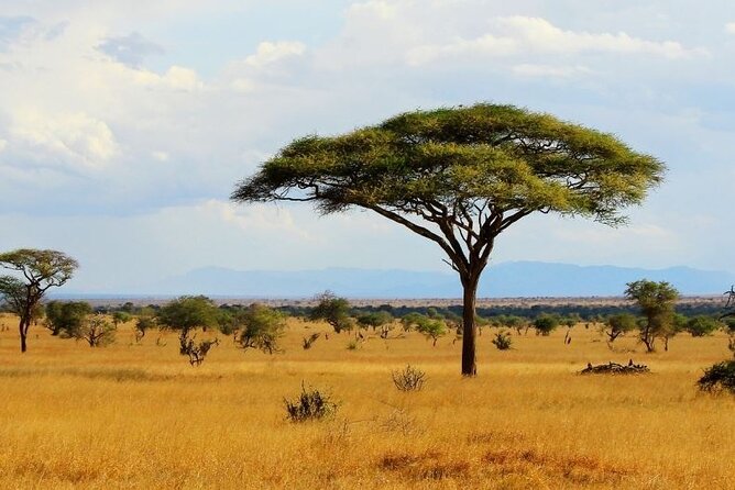 Full-Day Private Tour of Tsavo East National Park From Mombasa - Experiencing the Private Safari