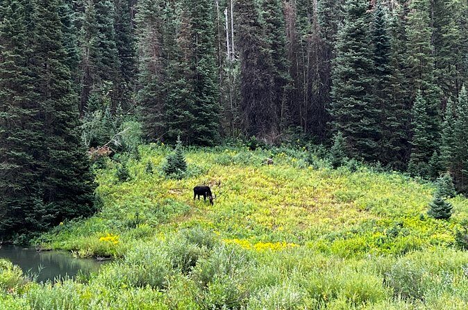 Full-Day Private tour through the Rocky Mountains - The Sum Up