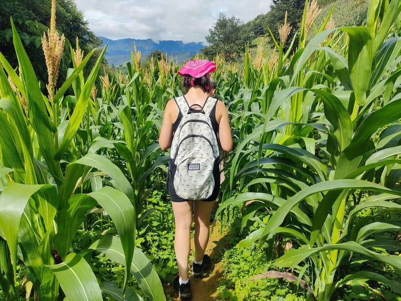 Full Day Private Trekking Mu Cang Chai - Overview of the Trekking Experience