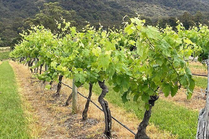 Full Day Private Wine Tour Exclusively Tailored To Suit You - The Cost and Value