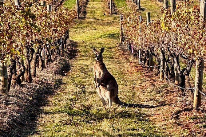 Full Day Private Wine Tour Exclusively Tailored To Suit You - Why This Tour Works Well