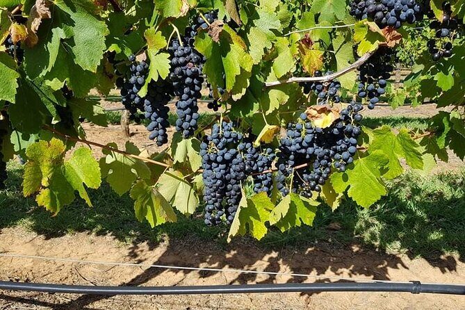 Full Day Private Wine Tour Exclusively Tailored To Suit You - The Sum Up