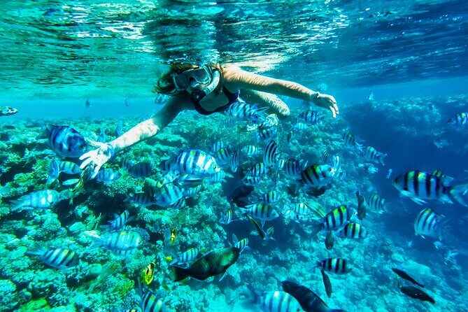Full-Day Reef Snorkeling in Cozumel from Cancun with Lunch - Final Thoughts: Is This Tour Worth It?