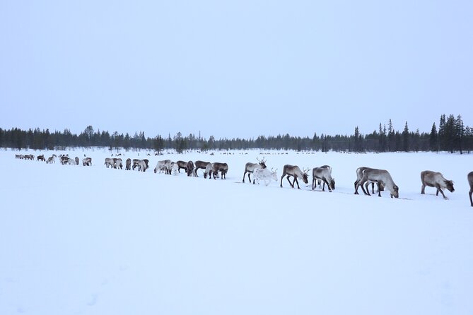Full-Day Reindeer Tour With Pickup in Kiruna - Pickup Details
