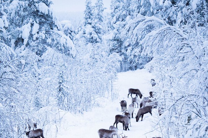 Full-Day Reindeer Tour With Pickup in Kiruna - Lunch Details