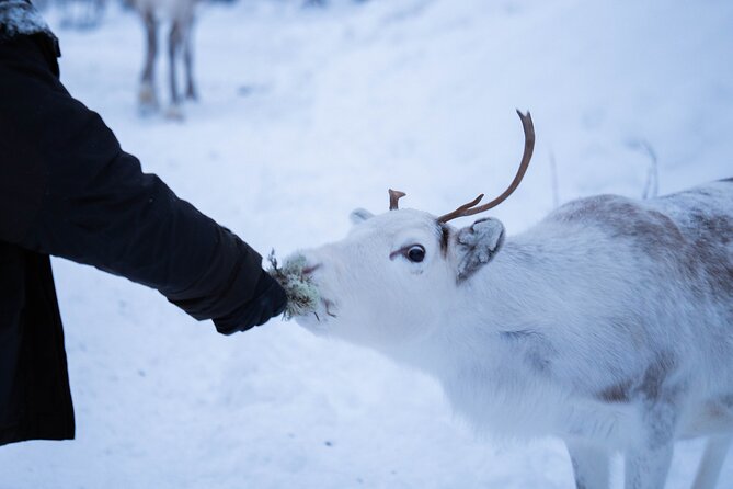 Full-Day Reindeer Tour With Pickup in Kiruna - Tour Operator