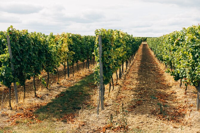 Full-Day Rioja Wineries Tour From Madrid With Pickup and Drop off - Ask Away