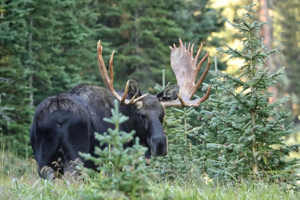 Full-Day RMNP Over the Top Tour - RMNPhotographer - Trail Ridge Road