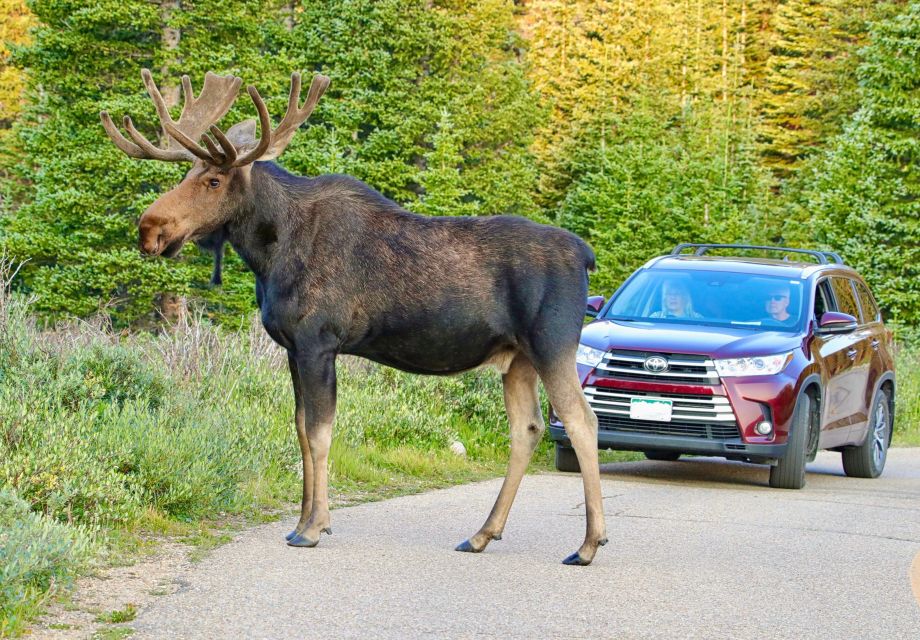 Full-Day RMNP Over the Top Tour - RMNPhotographer - Wildlife Viewing Opportunities
