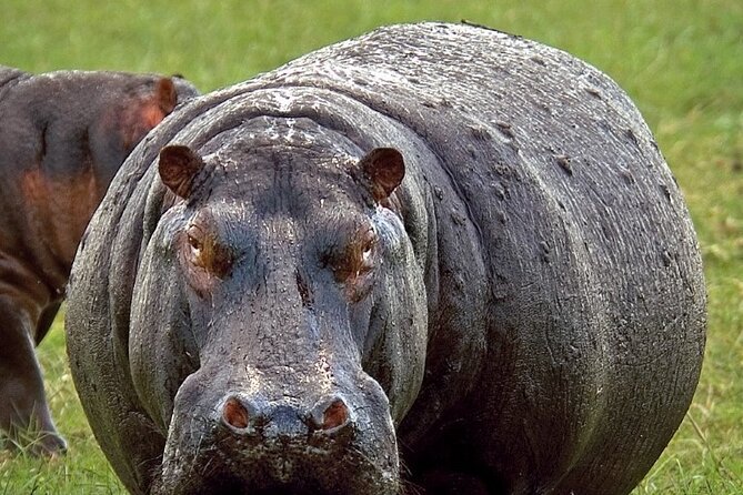 Full-Day Safari Chobe National Park - Pickup Information