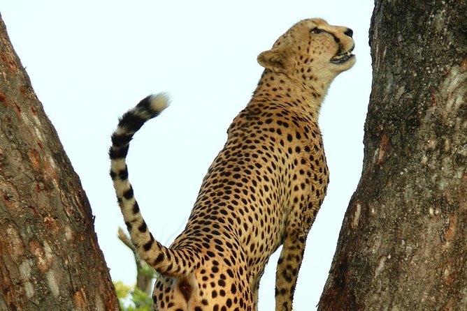Full Day Safari in the Kruger National Park From Hazyview - Pickup and Meeting Details