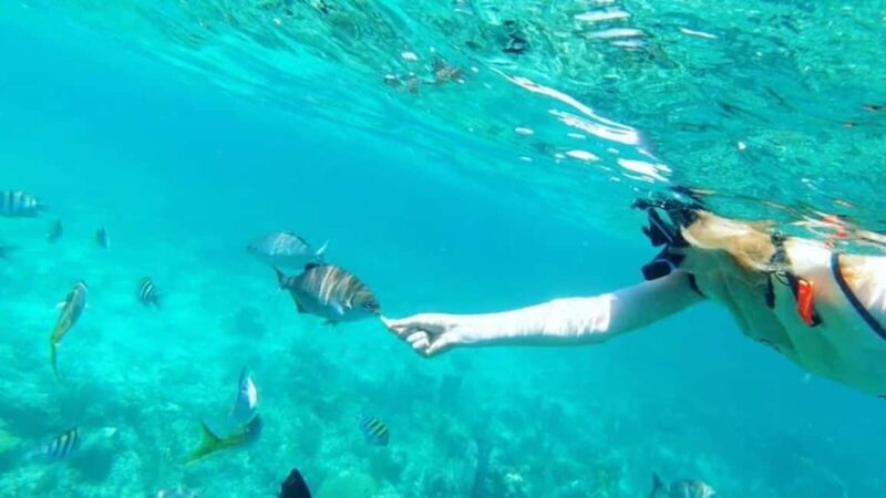 Full Day Sail and Snorkel with Turtles - Who Will Enjoy This Tour?