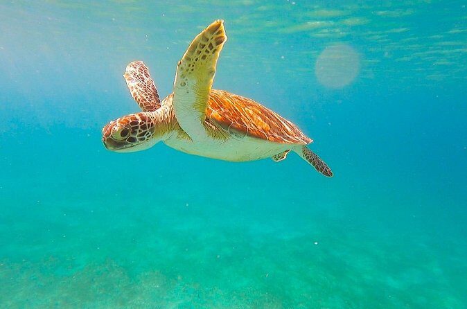 Full-Day Sailing Tour in Virgin Islands National Park - FAQs