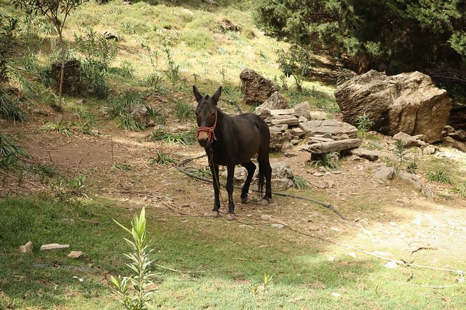 Full-Day Samaria Gorge Private Hiking Tour - Additional Information