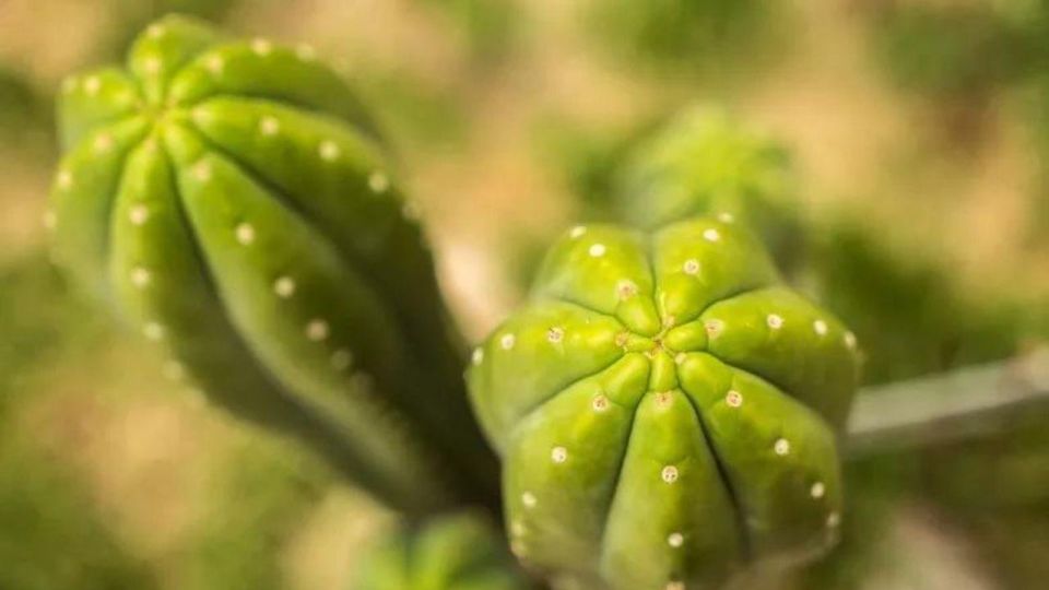 Full Day San Pedro Ceremony in Cusco - Ceremony of Unification