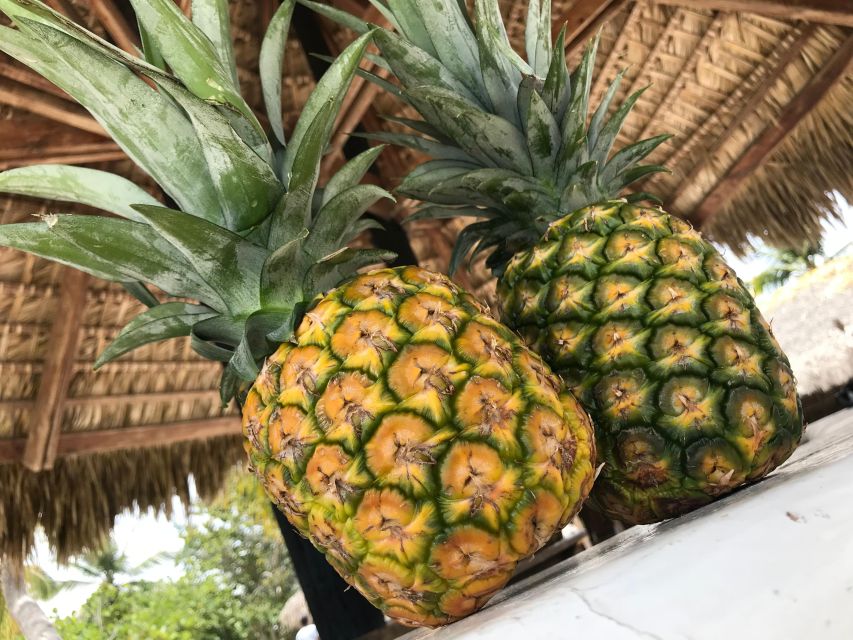 Full-Day Saona Island Tour by Speedboat - Swimming and Relaxing on the Beach