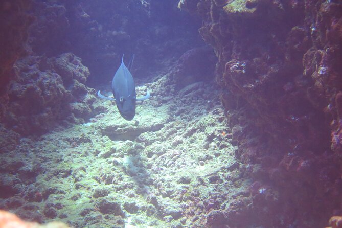 Full Day Scuba Dive Experience Off The Na Pali Coast, Kaua'i - Good To Know