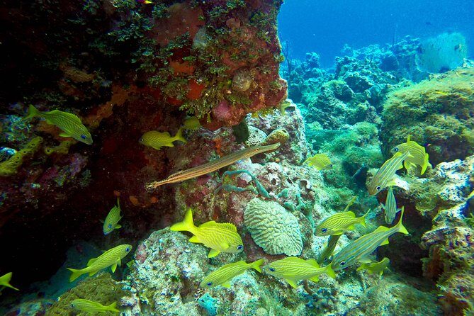 Full-Day Scuba Diving Catalina Island Tour from Bavaro - Final Evaluation