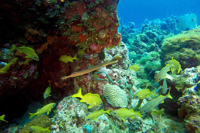 Full-Day Scuba Diving Catalina Island Tour From Bavaro - Tour Overview