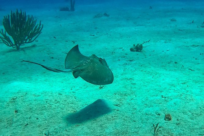 Full-Day Scuba Diving Catalina Island Tour From Bavaro - Transportation and Logistics